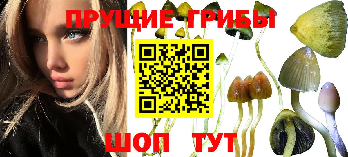 Псилоцибиновые грибы Psilocybine cubensis Тольятти